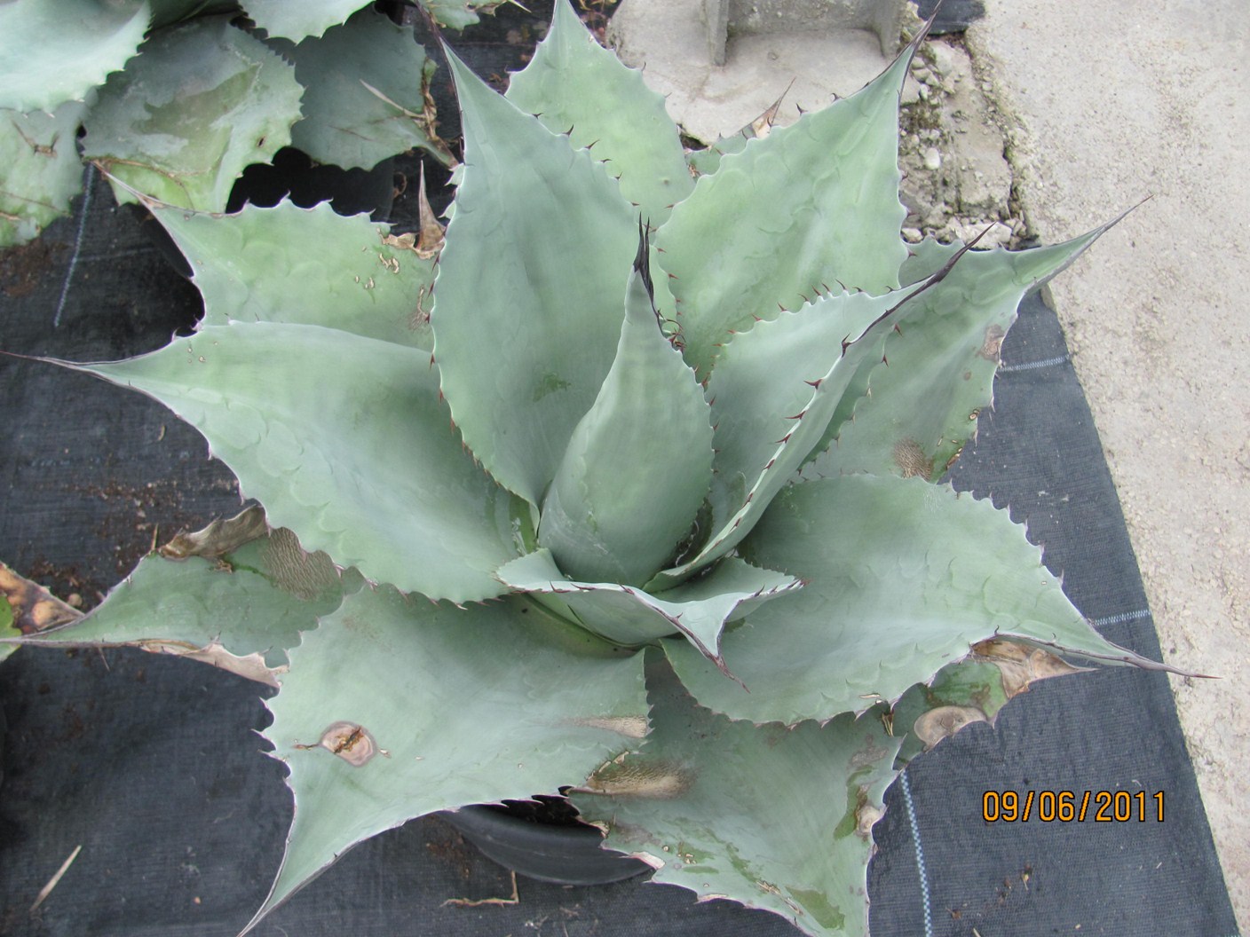 Agave ovatifolia dm 50cm